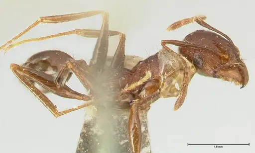 Pheidole scabriuscula specimen