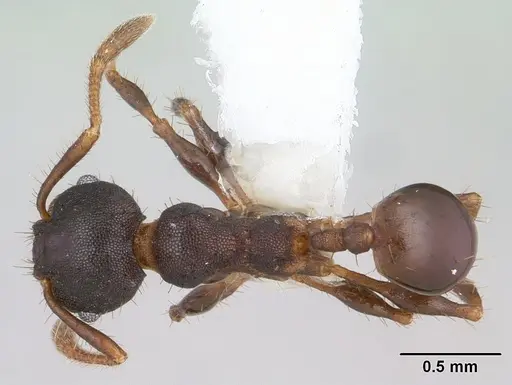 Pheidole scapulata specimen