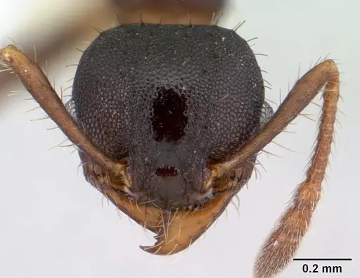 Pheidole scapulata specimen