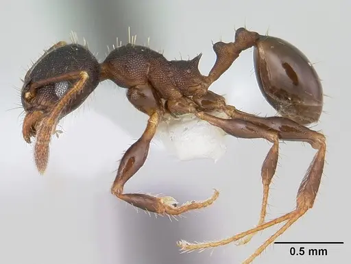 Pheidole scapulata specimen