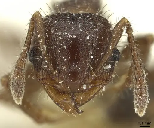 Pheidole scapulata - CASENT0913432