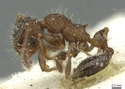 Pheidole scapulata - CASENT0913432