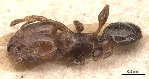 Pheidole schmalzi specimen