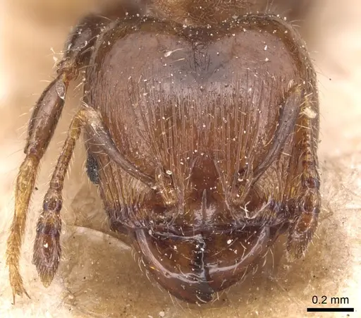 Pheidole schmalzi specimen