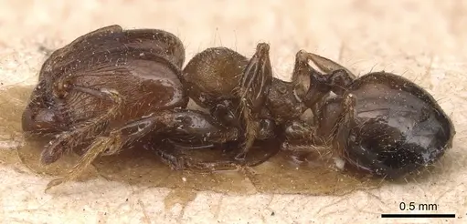 Pheidole schmalzi specimen