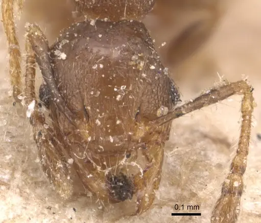 Pheidole schmalzi - CASENT0904431