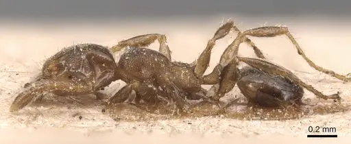 Pheidole schmalzi - CASENT0904431