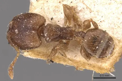 Pheidole schmalzi - CASENT0908265
