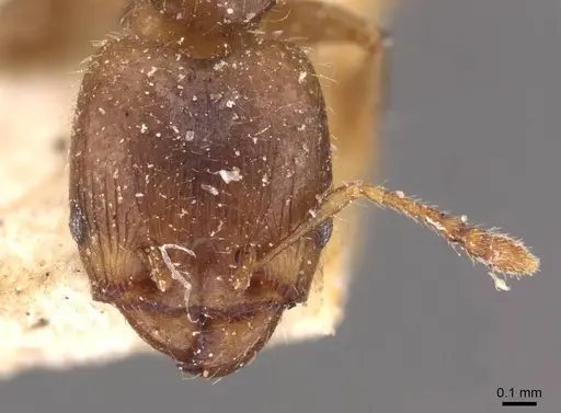 Pheidole schmalzi - CASENT0908265