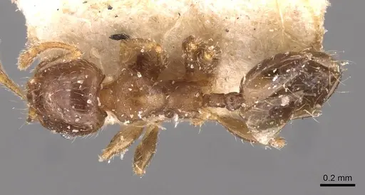 Pheidole schmalzi - CASENT0908266
