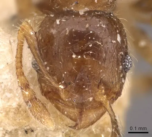 Pheidole schmalzi - CASENT0908266