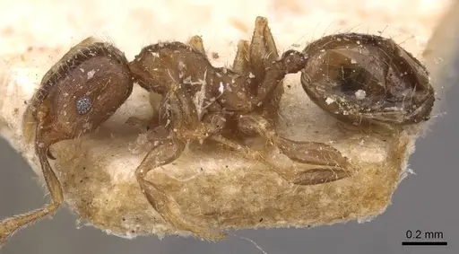 Pheidole schmalzi - CASENT0908266