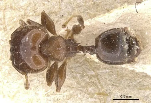 Pheidole schmalzi - CASENT0913412