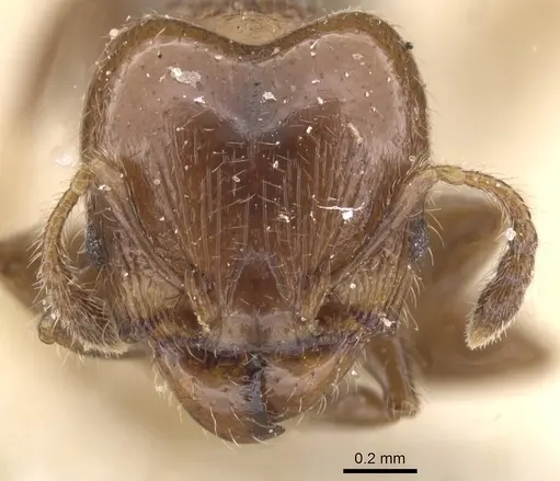 Pheidole schmalzi - CASENT0913412