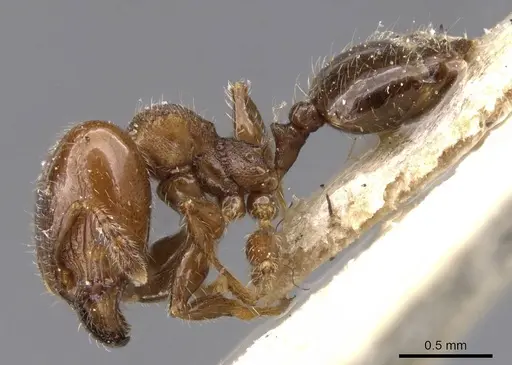 Pheidole schmalzi - CASENT0913412