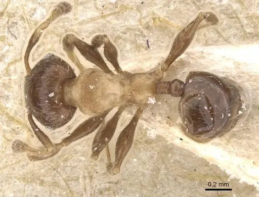 Pheidole schmalzi - CASENT0913413