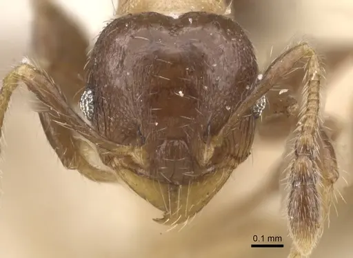 Pheidole schmalzi - CASENT0913413