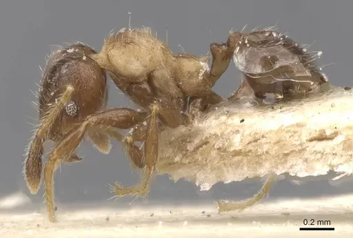 Pheidole schmalzi - CASENT0913413