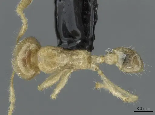 Pheidole schoedli specimen