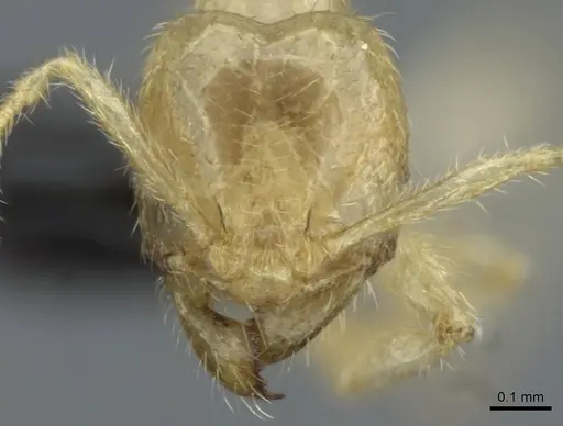 Pheidole schoedli specimen