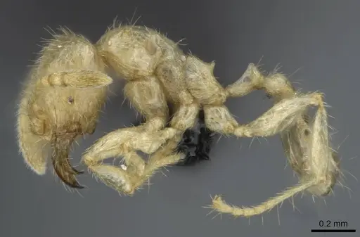 Pheidole schoedli specimen