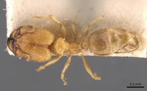 Pheidole schoutedeni specimen