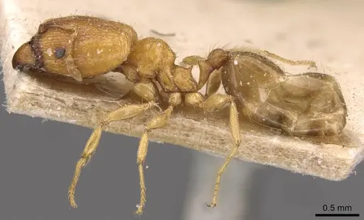 Pheidole schoutedeni specimen