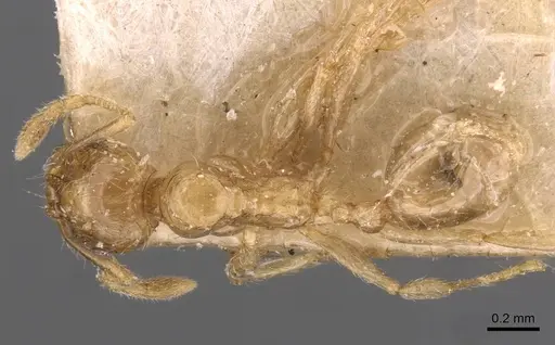 Pheidole schoutedeni - CASENT0907850