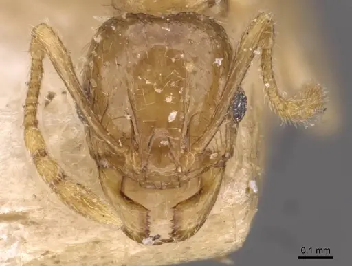 Pheidole schoutedeni - CASENT0907850