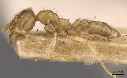 Pheidole schoutedeni - CASENT0907850