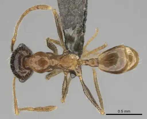 Pheidole schultzei specimen