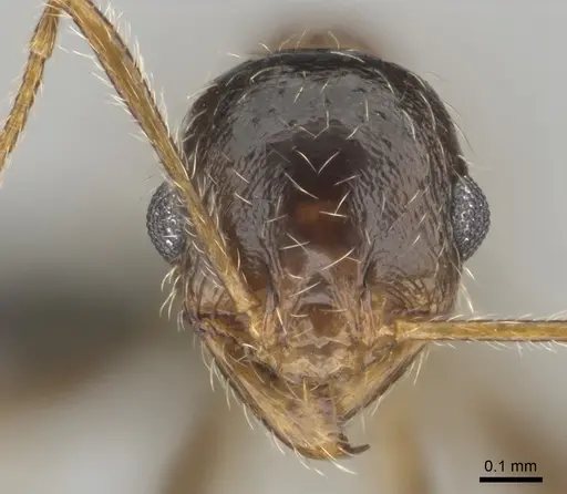 Pheidole schultzei specimen