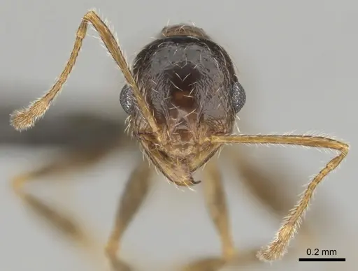 Pheidole schultzei specimen
