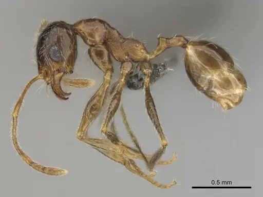 Pheidole schultzei - CASENT0255682