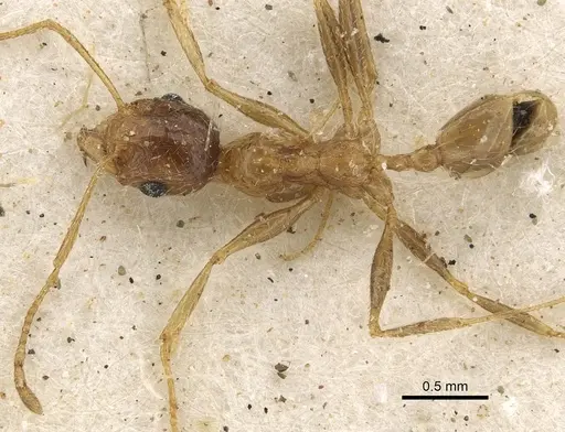 Pheidole schultzei - CASENT0901280