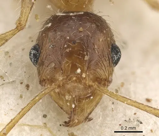Pheidole schultzei - CASENT0901280