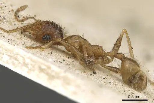 Pheidole schultzei - CASENT0901280