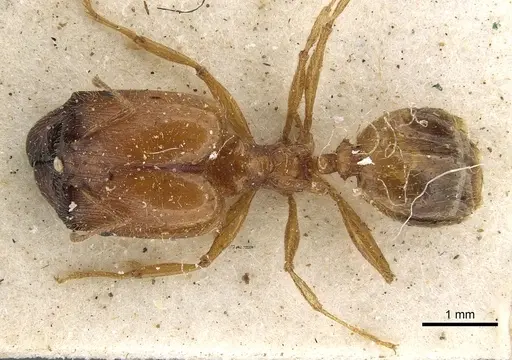Pheidole schultzei - CASENT0901281