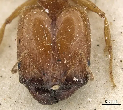 Pheidole schultzei - CASENT0901281