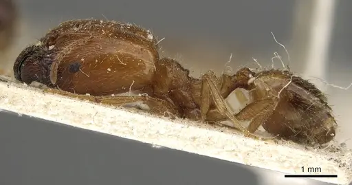 Pheidole schultzei - CASENT0901281