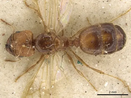 Pheidole schultzei - CASENT0901282