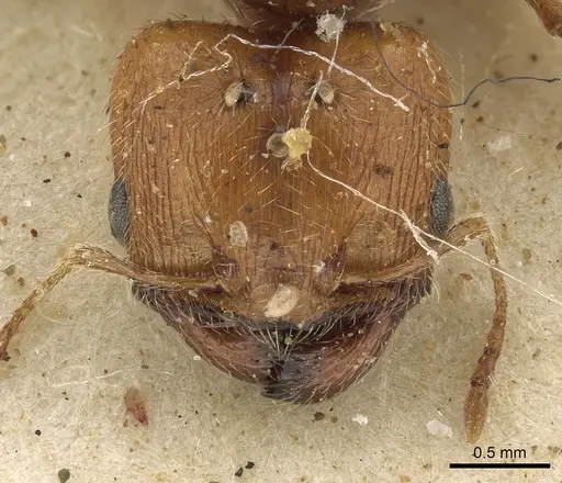 Pheidole schultzei - CASENT0901282