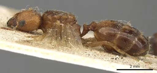 Pheidole schultzei - CASENT0901282