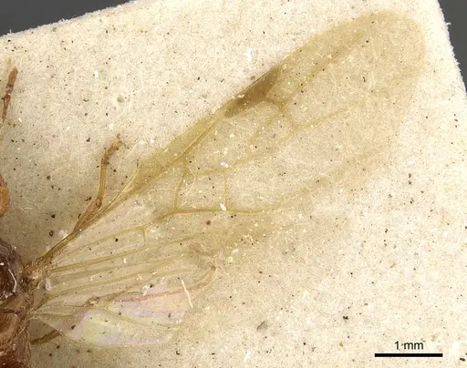 Pheidole schultzei - CASENT0901282