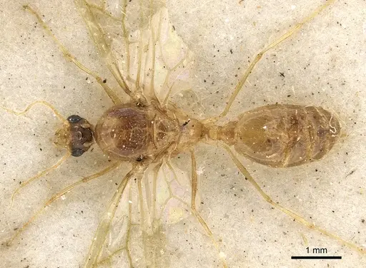 Pheidole schultzei - CASENT0901283