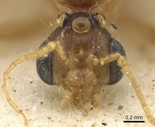 Pheidole schultzei - CASENT0901283