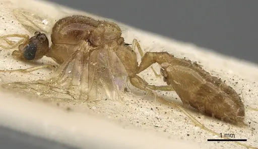 Pheidole schultzei - CASENT0901283