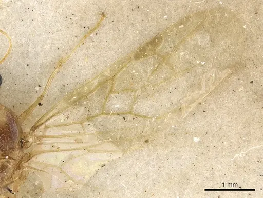 Pheidole schultzei - CASENT0901283