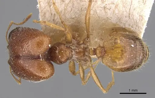 Pheidole schultzei - CASENT0907831