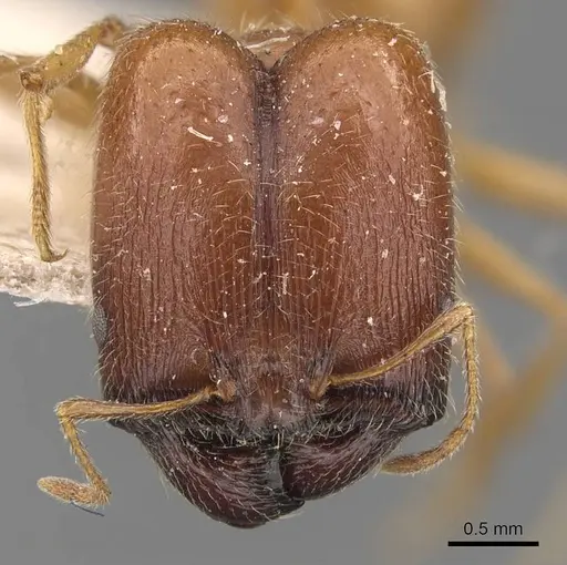Pheidole schultzei - CASENT0907831